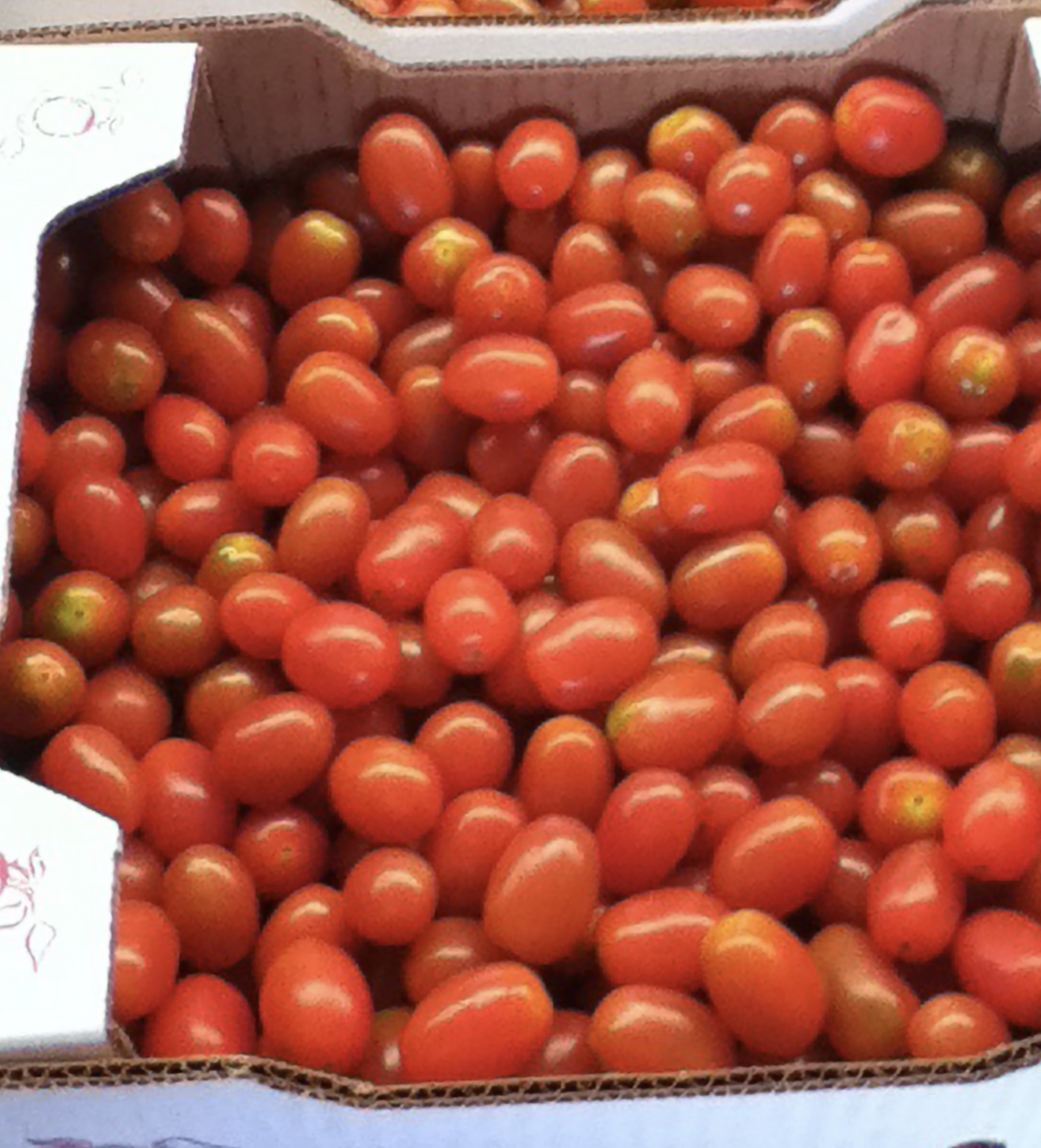 Freshly harvested grape tomatoes packed in a commercial cardboard master
