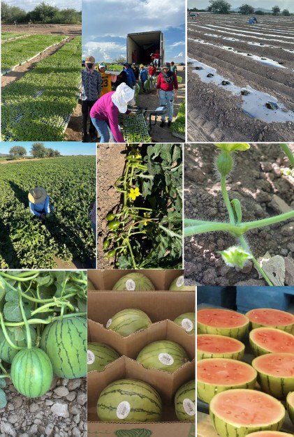 WS26 Misfits Mini Seedless Watermelon collage showing transplanting, field growth, harvested fruit and packed shipment