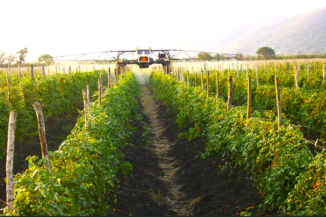 Rows of Wagamama grape tomato plants growing in a commercial field