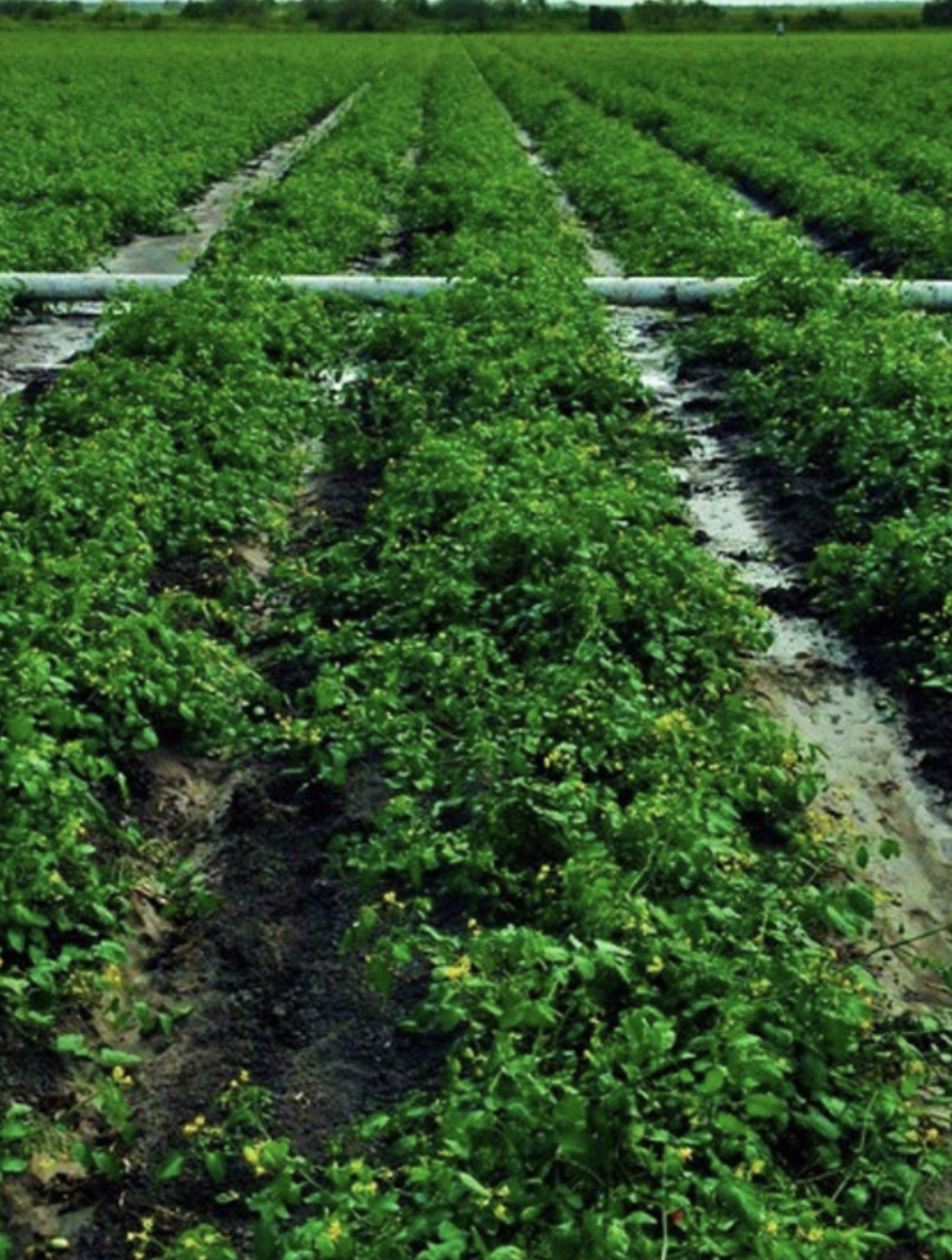 Rows of grape tomato plants under furrow irrigation