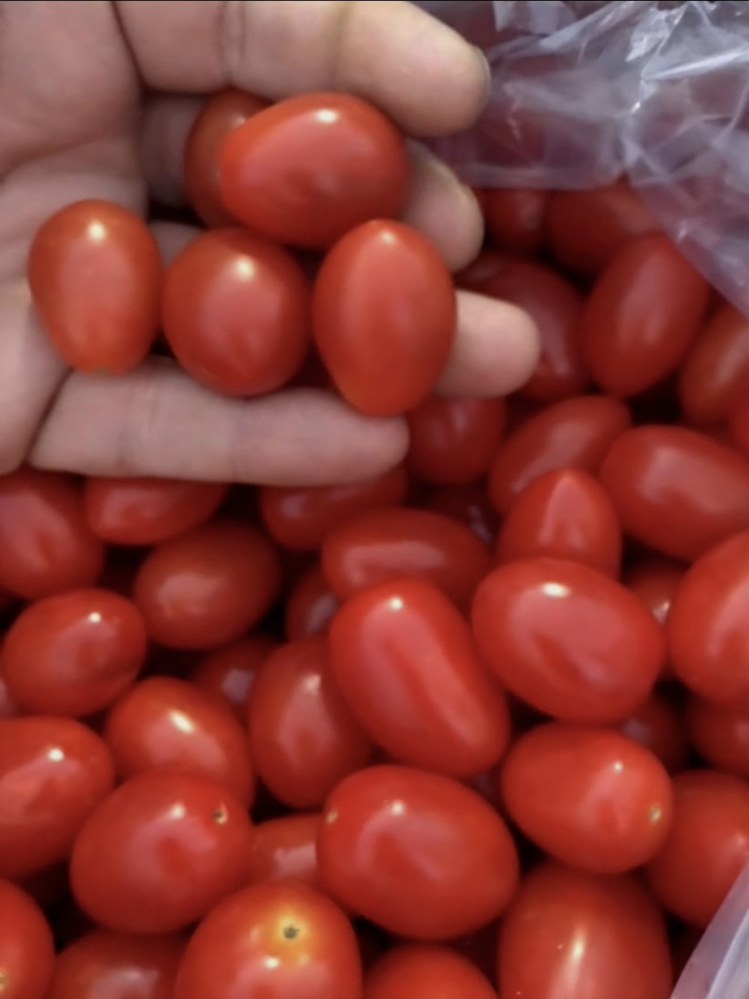 Fresh red grape tomatoes being inspected by hand