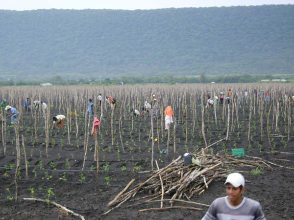 Agricultural workers tending rows of young grape tomato plants