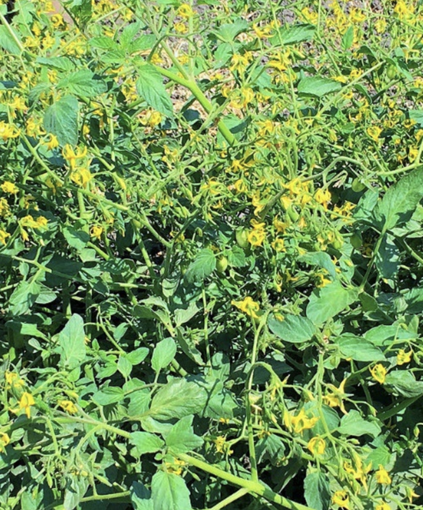 Wagamama Original Red Grape Tomato plant in yellow flower