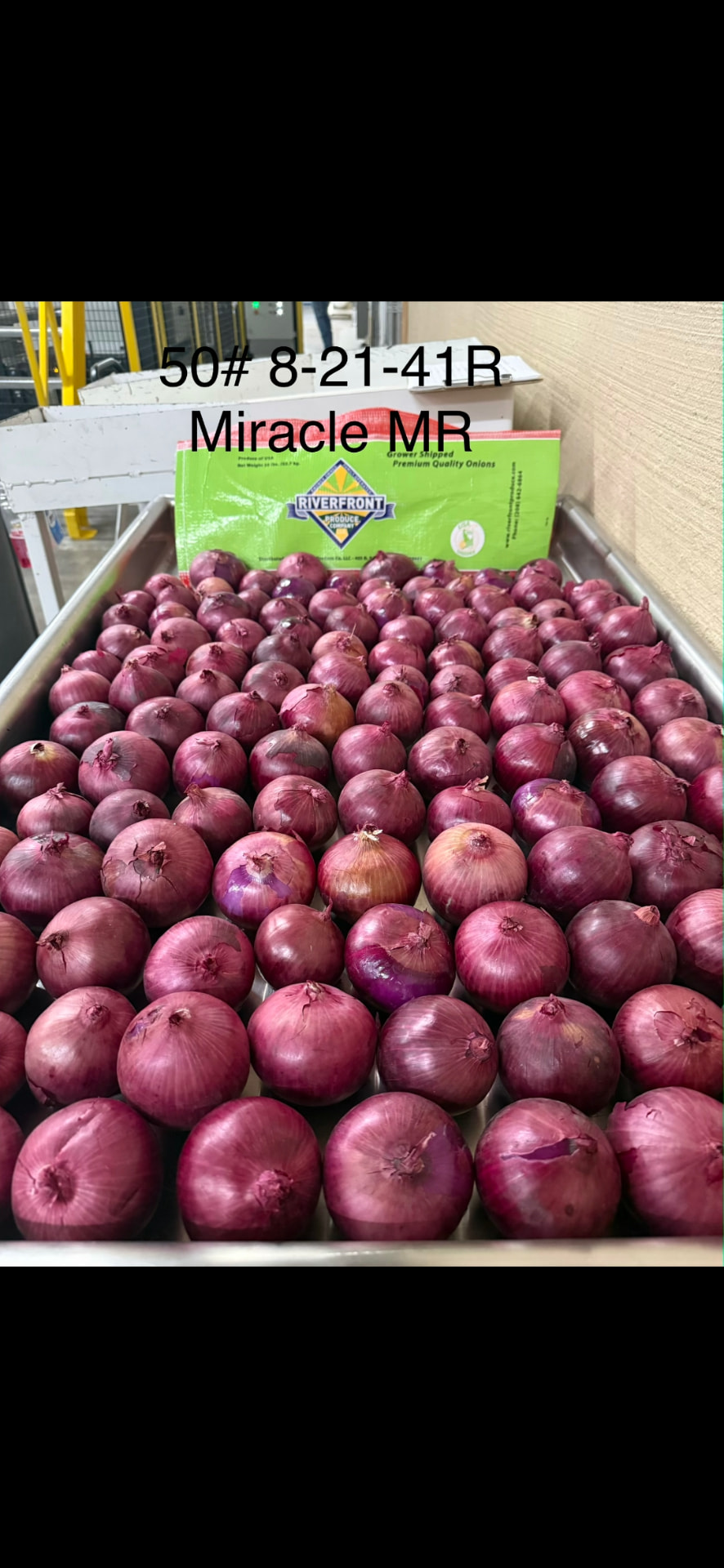 Red onions prepared for commercial packing