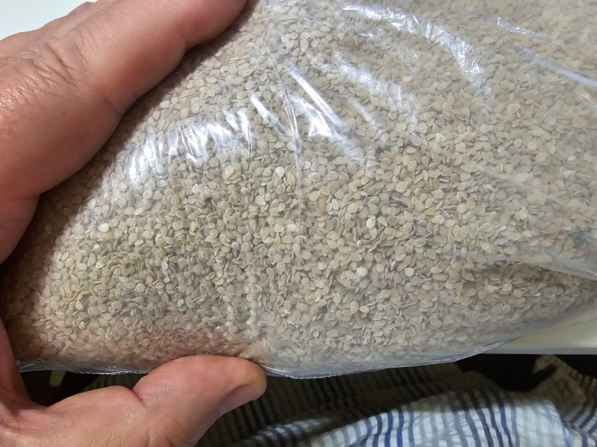 Clear bag filled with Wagamama Original Red Grape Tomato seed