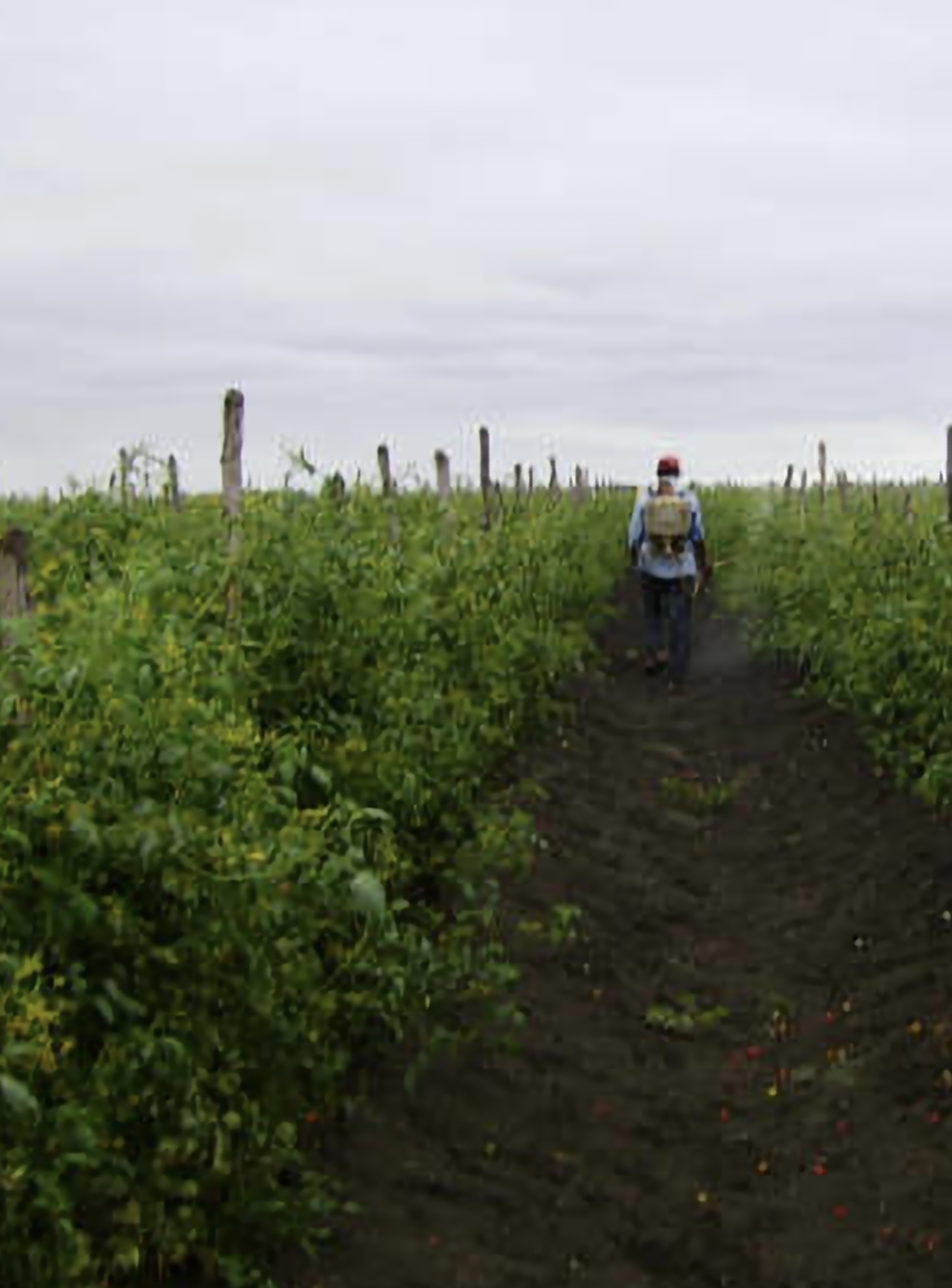 Agricultural worker walking rows of a staked grape tomato field